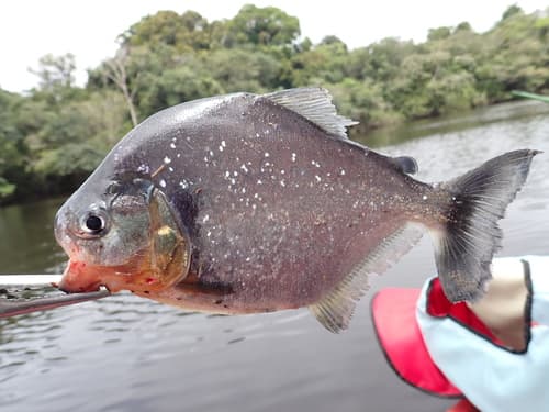 Pinche Piranha