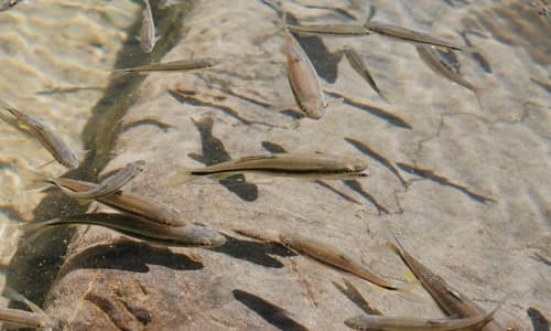 Pingtung Horse Mouth