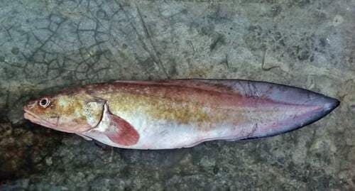 Pink Bearded Cusk-eel