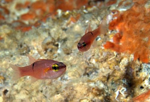 Pink Cardinalfish