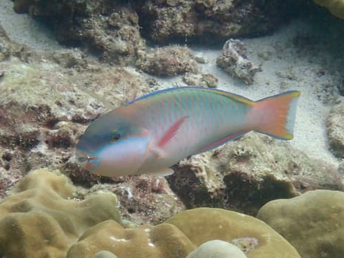 Pink-margined Parrotfish