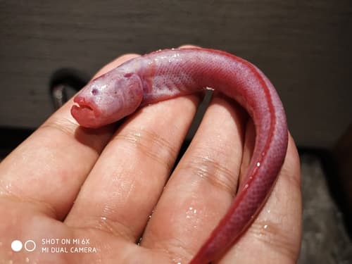 Pink Mud Goby