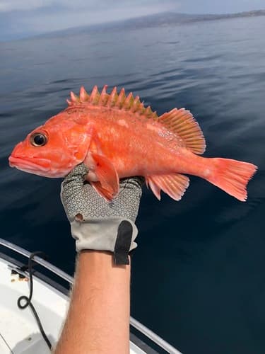 Pink Rockfish