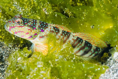 Pink Shrimpgoby