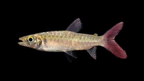 Pink-tailed Chalceus