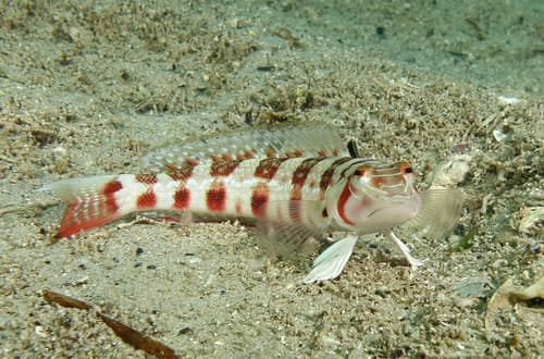 Pinkbanded Grubfish