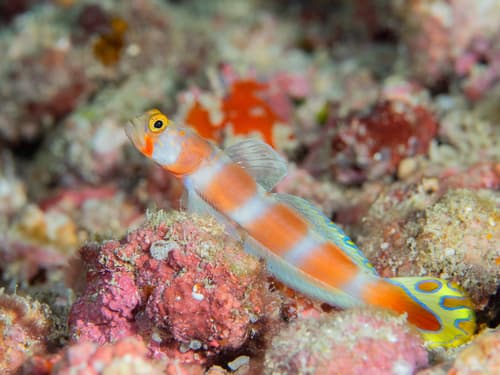 Pinkbar Goby