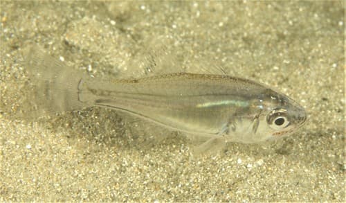 Pinkbreast Siphonfish