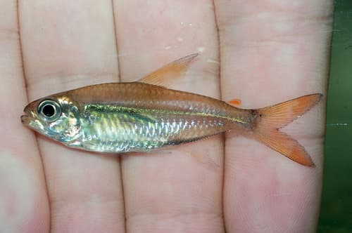 Pinkish Tetra