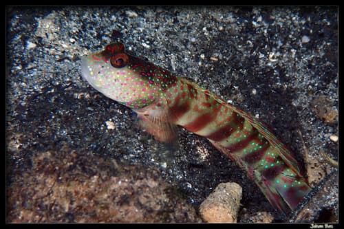 Pinkspot Shrimpgoby
