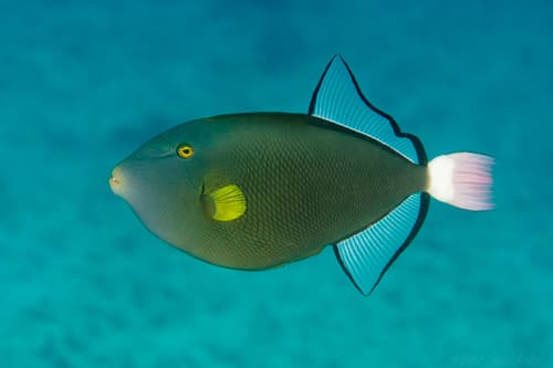 Pinktail Triggerfish