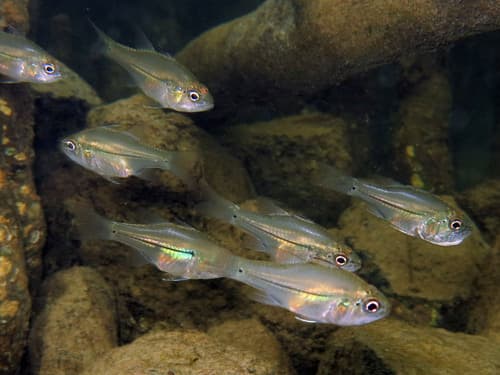Pinstripe Cardinalfish