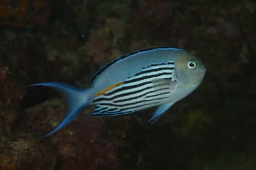 Pinstriped Angelfish