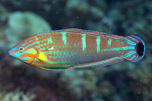 Pinstriped Wrasse