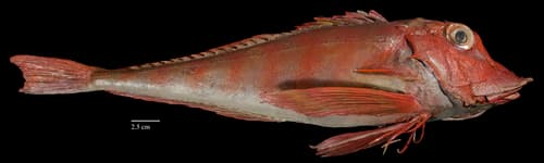 Piper Gurnard