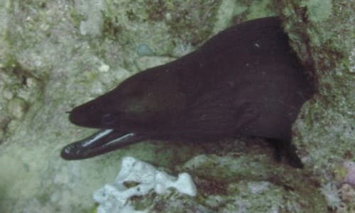 Plain Moray