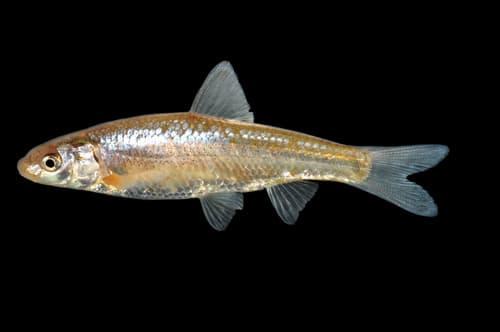 Plains Minnow