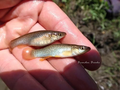 Plains Topminnow