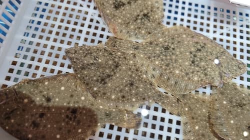 Platichthys bicoloratus