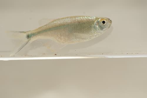 Platinum Tetra