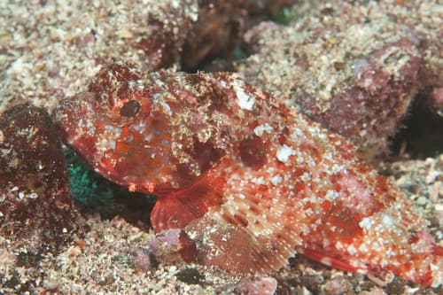 Player Scorpionfish