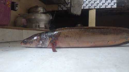 Pleurophthalma Snakehead