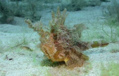 Plumed Scorpionfish