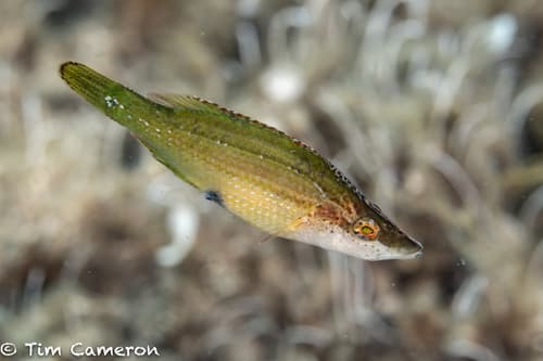 Pointed-snout Wrasse
