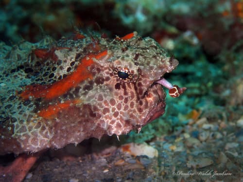 Polka-dot Batfish