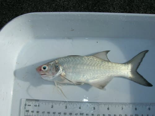 Blackspot Threadfin