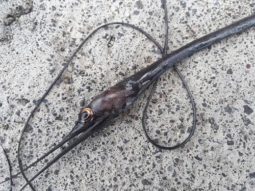 Polygon-spotted snipe eel