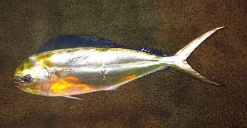 Pompano Dolphinfish