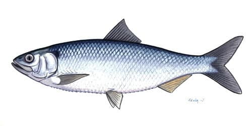 Pontic Shad