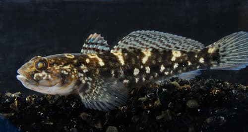 Odessa Goby