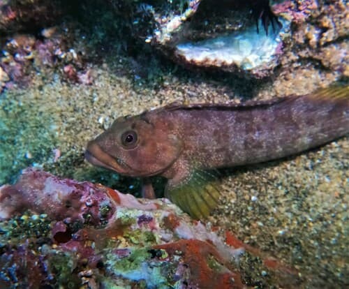 Porehead Blenny