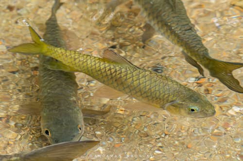 Poropuntius deauratus