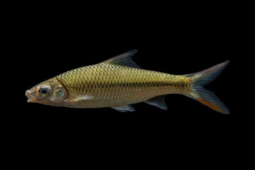 Poropuntius genyognathus