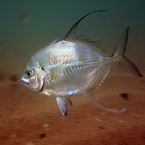 Port Hedland Trevally