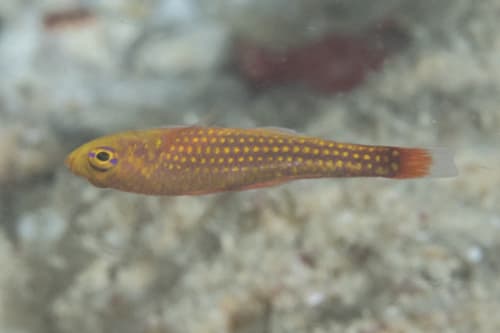Porthole Pygmygoby