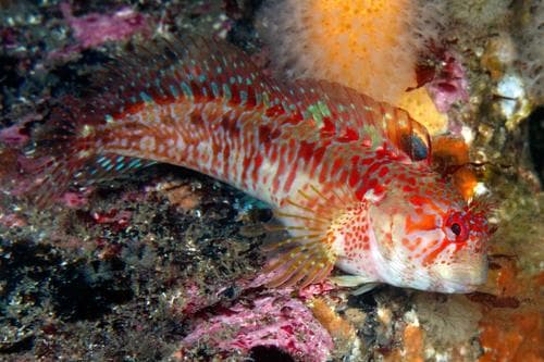 Portuguese Blenny