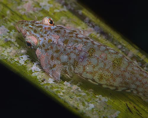 Posidonia Clingfish