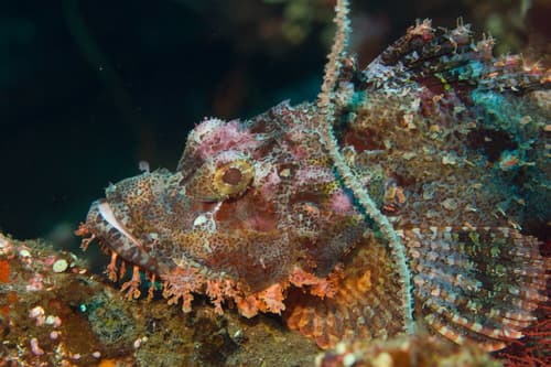 Poss' Scorpionfish