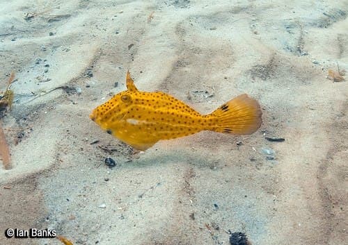 Potbelly Leatherjacket