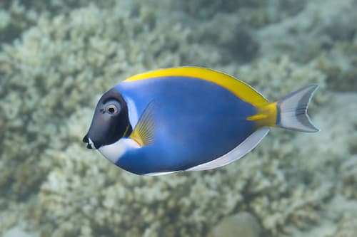 Powder Blue Tang