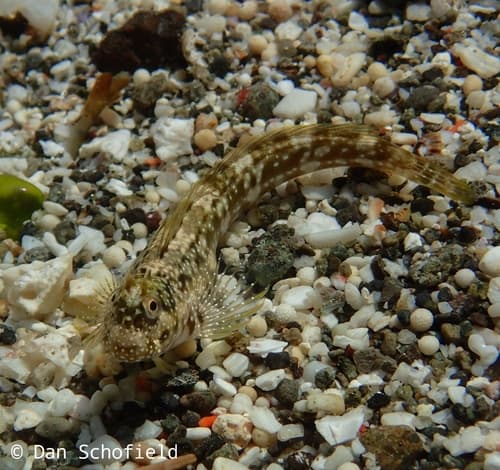 Praealticus bilineatus