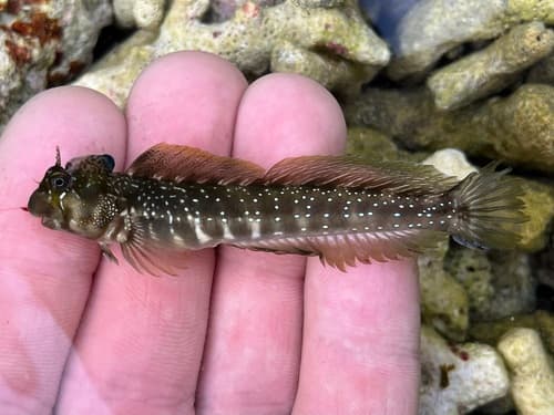 Praealticus margaritatus