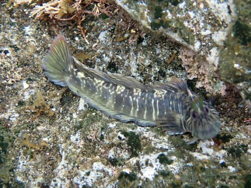 Tanegashima Blenny