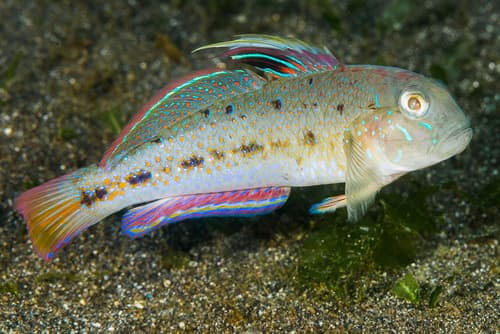 Pretty Lagoongoby