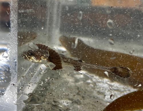 Pricklebreast Poacher