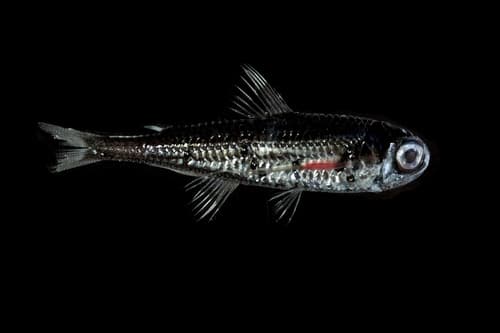 Prickly Lanternfish